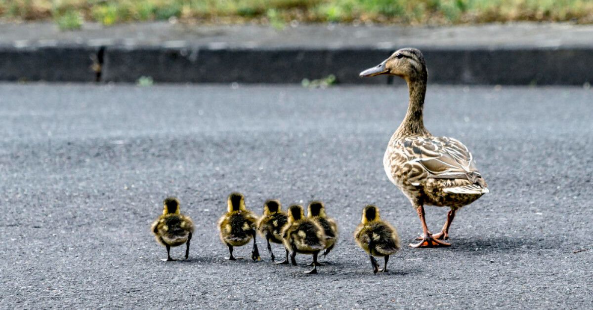 A flock of ducks 