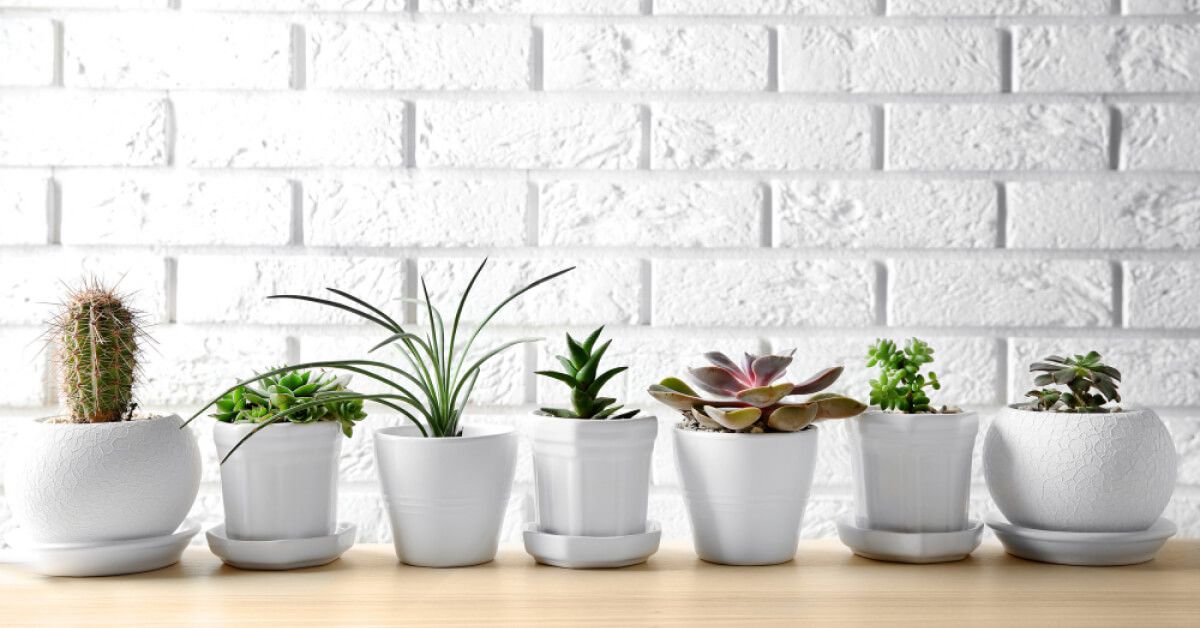 7 different types of house plants