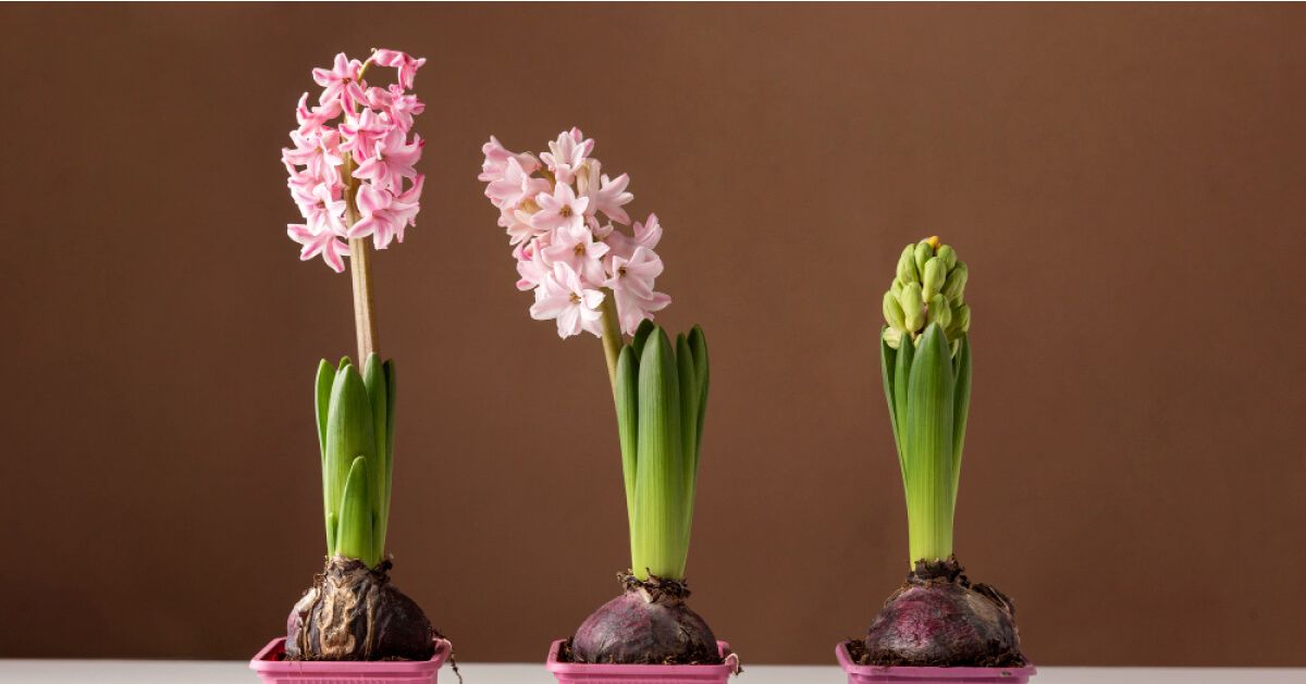 3 different plants in different growing stage 