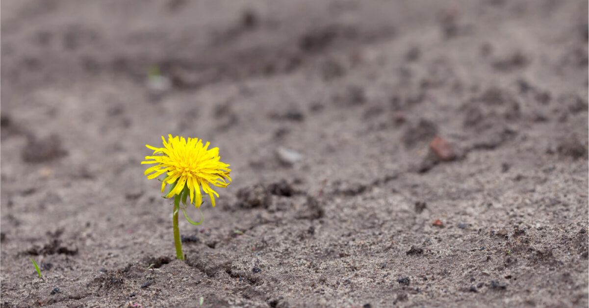 A flower growing in the mud