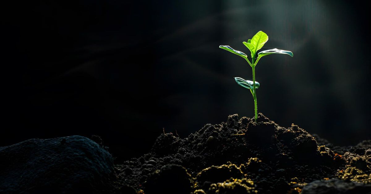 A small plant growing in the dark