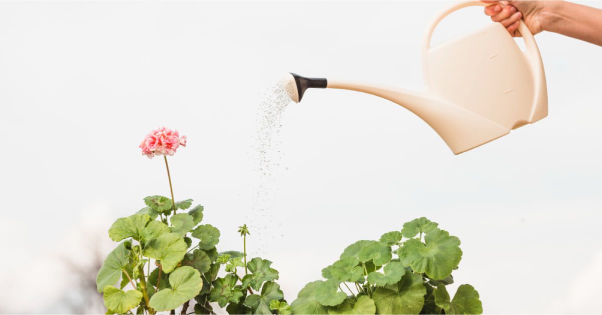 Sprinkling water onto a plant with water can.