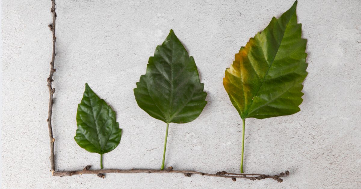 Three leaves of different size and colour.