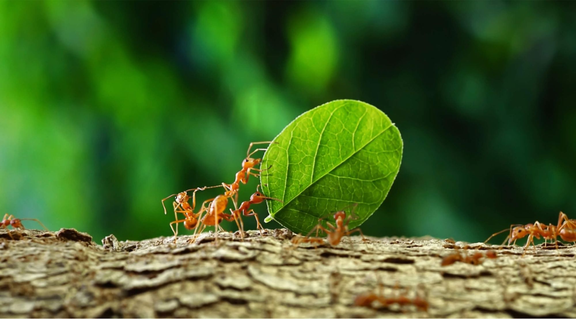 Group of ants carrying leaf