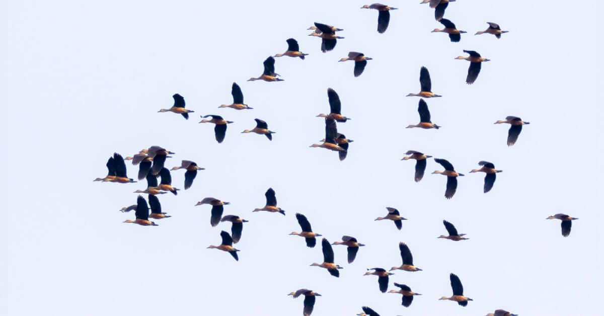 A formation of birds