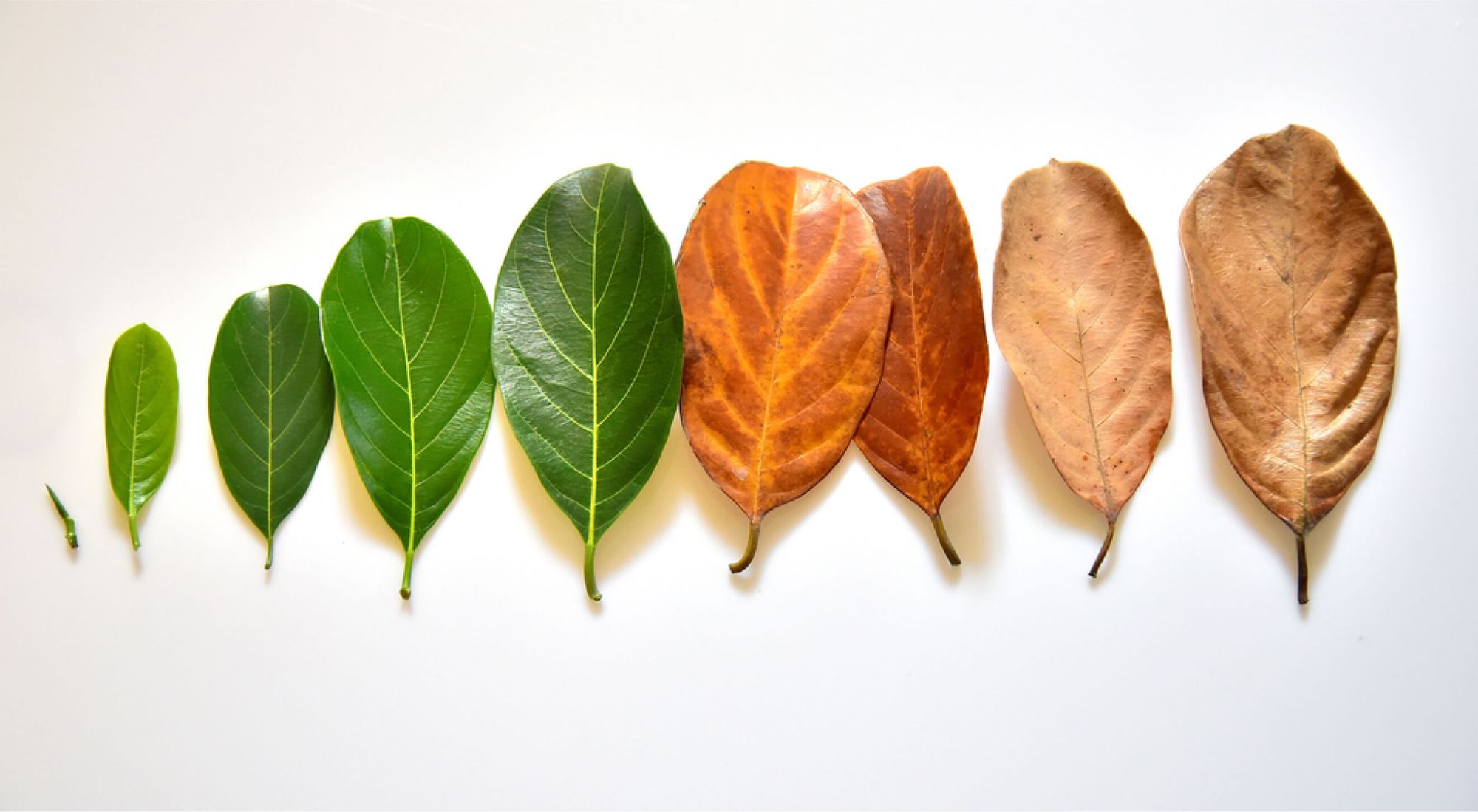 leaves showing stages of life