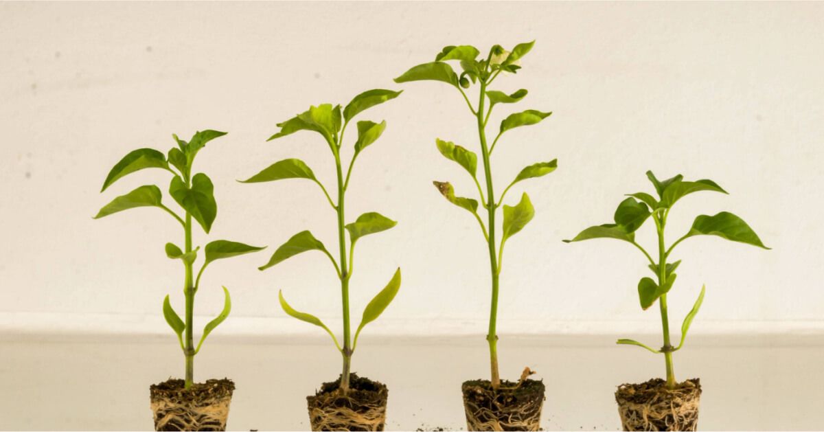 A series of plant saplings arranged next to each other