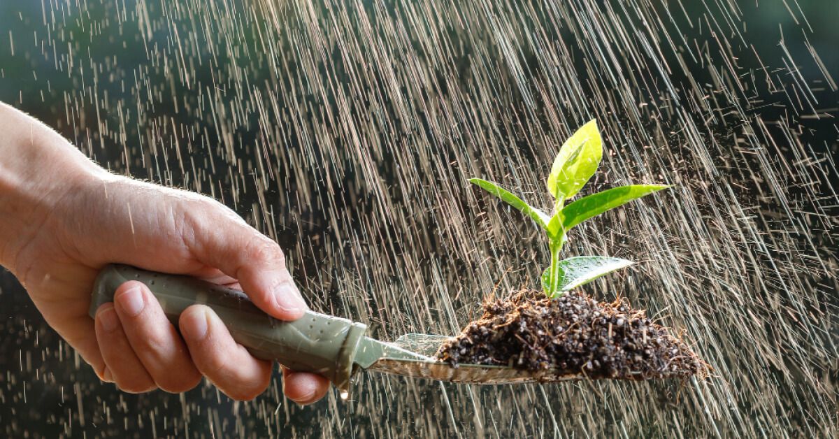 Person holding a tree sapling in a spade with water falling over it