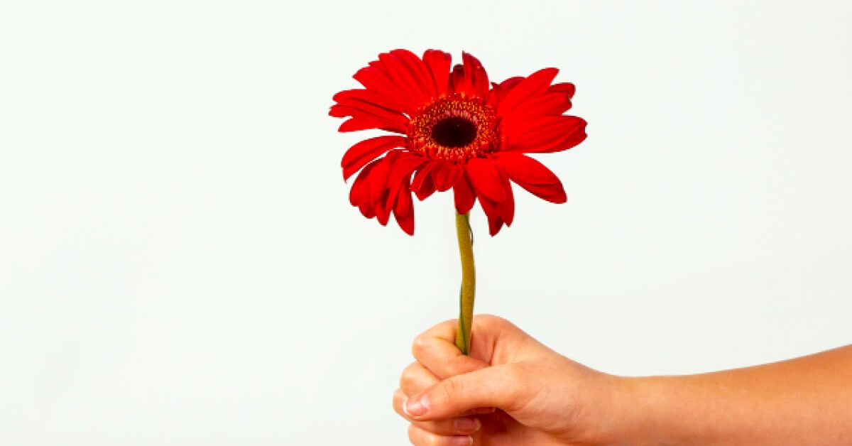 Someone holding a red flower